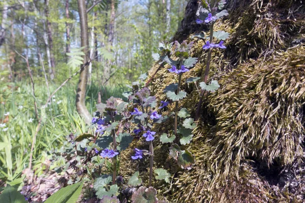 Glechoma Lamiaceae Wild Cat Mint Grows Moss Tree Trunk — Stock Photo, Image