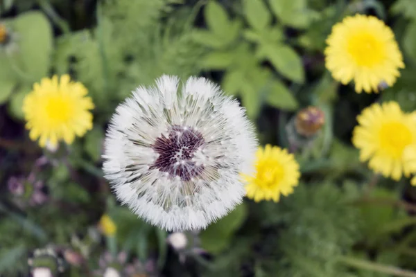 Glade Dandelions One White Many Yelloy — Stock Photo, Image