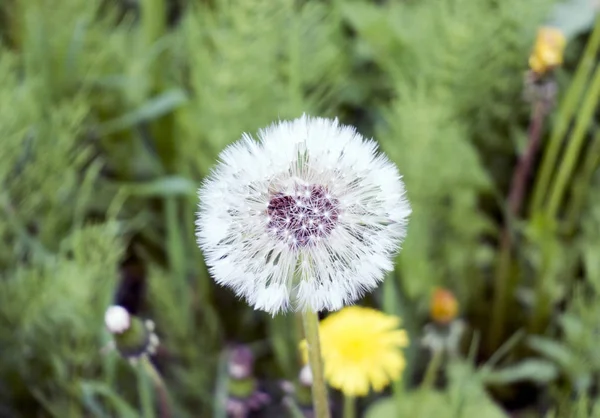 白い草原のタンポポ — ストック写真