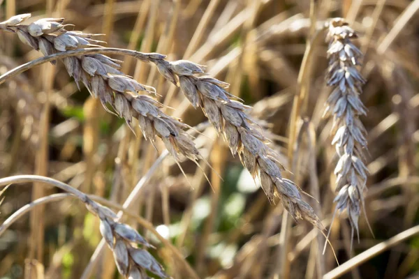 Güneşli Bir Günde Buğday Kulaklarını Kapat — Stok fotoğraf