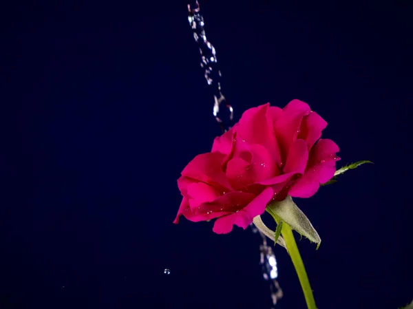 Rosenblüte Regen Wassertropfen Leuchten — Stockfoto