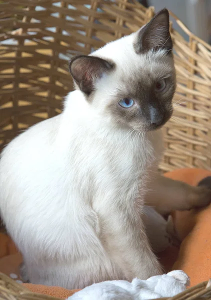 Gato Joven Gatito Siam Grupo Oriental — Foto de Stock