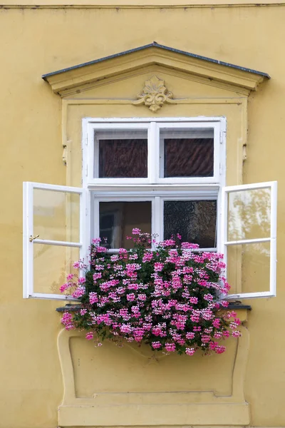 Прага Окно Старом Доме Украшенное Цветущим Растением — стоковое фото