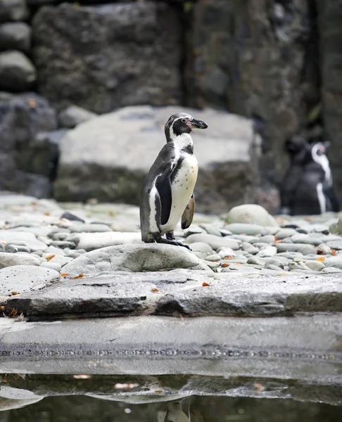 洪堡企鹅站在一块石头上 — 图库照片