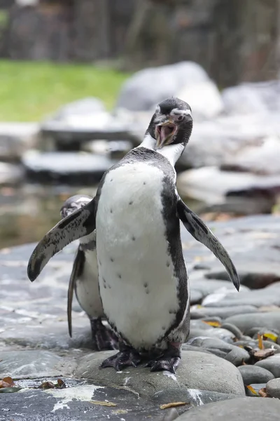 Zwei Humboldt Pinguine Bei Sonnigem Tag Hautnah — Stockfoto