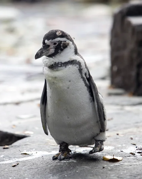 Humboldt Penguin Sorge Una Pietra — Foto Stock