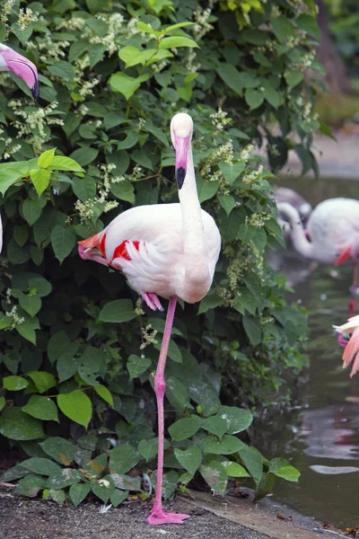 flamingo standing with his leg raised