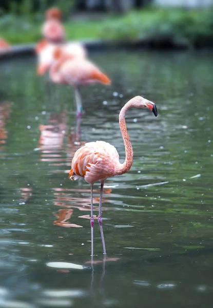 Pink Flamingo Lake — Stock Photo, Image