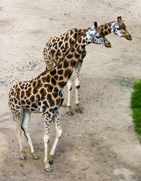 Girafas Solo Arenoso — Fotografia de Stock