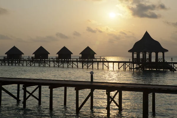 Gün batımında su üzerinde siluet ağaç. Maldivler