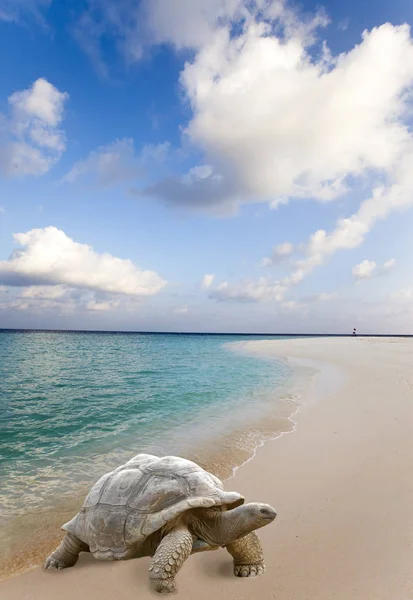 大海龟 Megalochelys 篱竹属 在海边缘的热带风景背景 — 图库照片