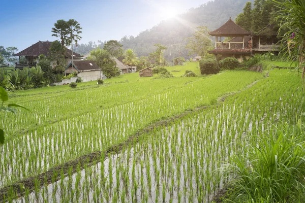 Blick Auf Reisterrassen Und Berge Bali Indonesien — Stockfoto