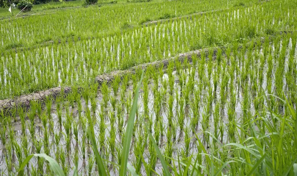 Rice Field Close — Stock Photo, Image