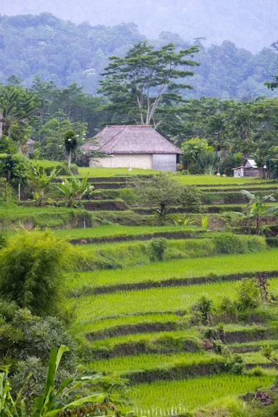 关于稻田的观点 印度尼西亚巴厘 — 图库照片