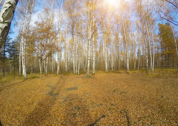 Падшие Листья Осеннем Парке — стоковое фото