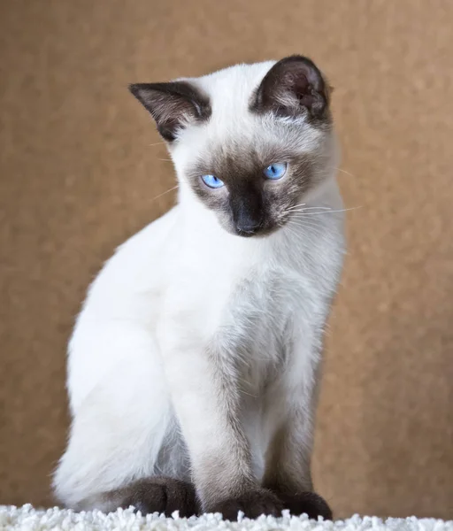 Jonge Kat Katje Siam Oosterse Groep Mekong Bobtail — Stockfoto