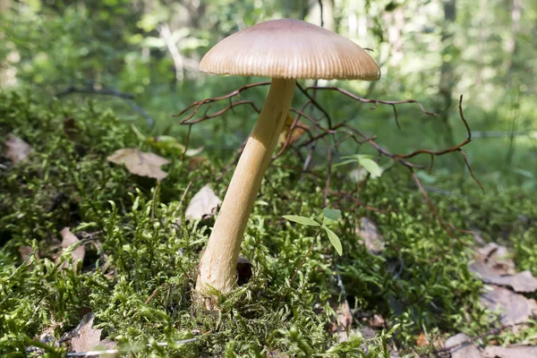 Giftig Svamp Dopping Skogen — Stockfoto