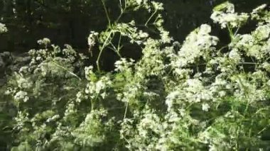 Pimpinella saxifraga burnet-saxifrage, solidstem burnet saxifrage, daha az burnet bilinen,