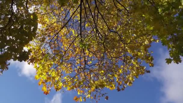 A vista inferior em um bordo com folhas verdes amarelas e vermelhas contra o fundo do céu azul no outono dia ensolarado — Vídeo de Stock