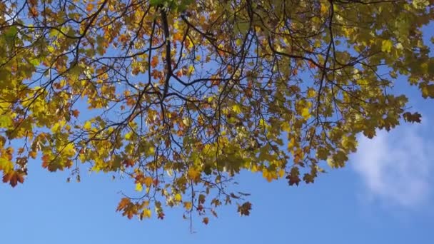 La vue du bas sur un érable avec des feuilles vertes jaunes et rouges sur le fond du ciel bleu en automne journée ensoleillée 