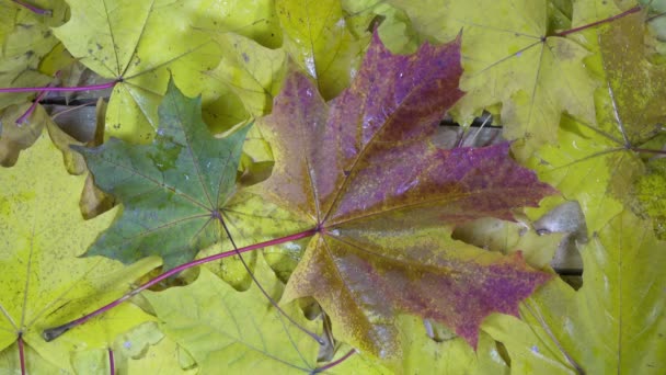 Капли воды дождя падают на красные и желтые листья клена, лежащего на деревянном полу в солнечный осенний день — стоковое видео