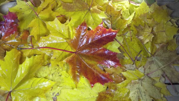Το φύσημα του ανέμου να φυσά μακριά τα πράσινα, κόκκινα και κίτρινα φύλλα του έναν σφένδαμνο ξαπλωμένος σε ένα ξύλινο δάπεδο σε ηλιόλουστη φθινοπωρινή μέρα — Αρχείο Βίντεο