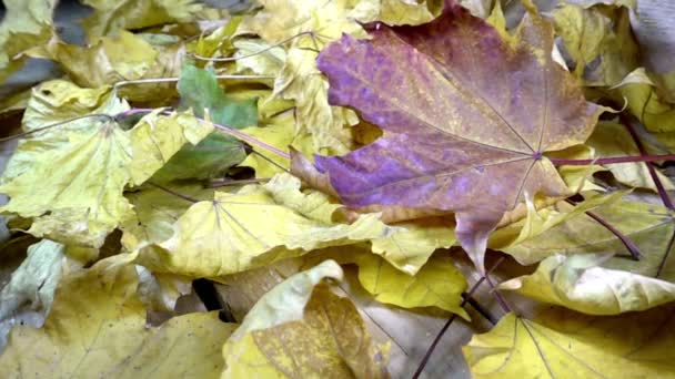 De windstoot blaast uit de groene, rode en gele bladeren van een esdoorn liggend op een houten vloeren in zonnige herfstdag — Stockvideo