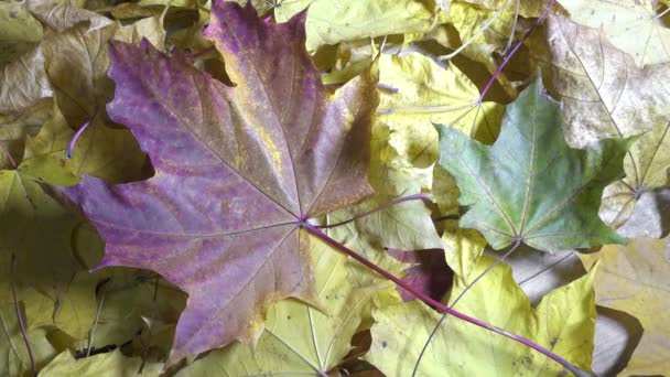 La rafale de vent souffle sur les feuilles vertes, rouges et jaunes d'un érable posé sur un plancher de bois lors d'une journée ensoleillée d'automne — Video