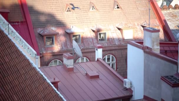 Tallinn, Estonsko - 5 září, 2015:Old Thomas je jedním ze symbolů a strážci Tallinn, hlavním městě Estonska — Stock video