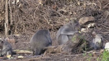 Yengeç yiyen makak, Macaca fascicularis, ayrıca uzun kuyruklu maymun, Sangeh Maymun Ormanı Bali olarak da bilinir.