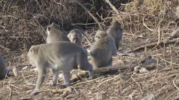 Krab-jíst macaque, Macaca fascicularis, také známý jako dlouhoocasý macaque, Sangeh Monkey Forest Bali — Stock video