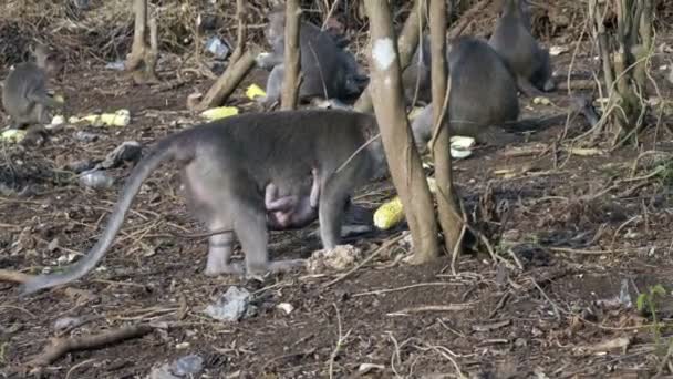 Крабоедный макак, Macaca fascicularis, также известный как длиннохвостый макак, Sangeh Monkey Forest Bali — стоковое видео