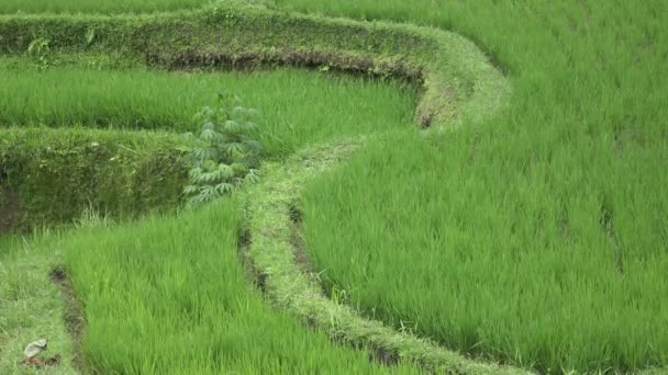 Stopáž Přes Rýžové Terasy Palm Stromy Hory Dům Zemědělců Bali — Stock video