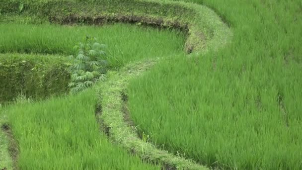 Footage Rice Terrace Palm Trees Mountain House Farmers Bali Indonesia — Stock Video