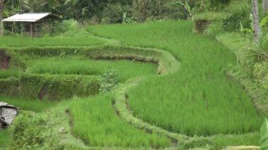 pirinç teras ve palmiye ağaçları Dağı'nın ve çiftçilerin ev görüntüleri. Bali. Endonezya