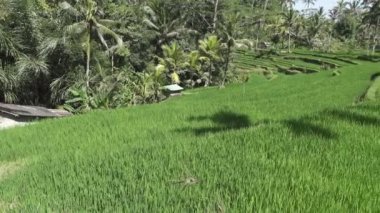pirinç teras ve palmiye ağaçları Dağı'nın ve çiftçilerin ev görüntüleri. Bali. Endonezya