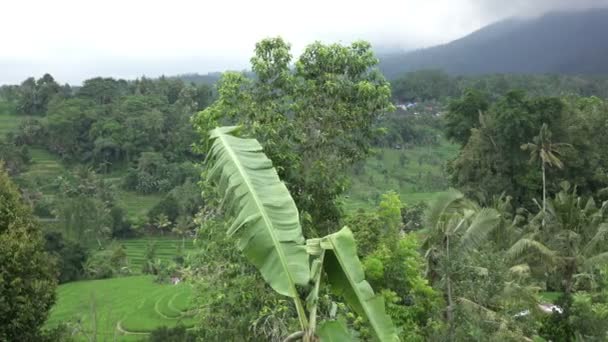 Imagens sobre terraço arroz e palmeiras de montanha e casa de agricultores. Bali. Indonésia — Vídeo de Stock