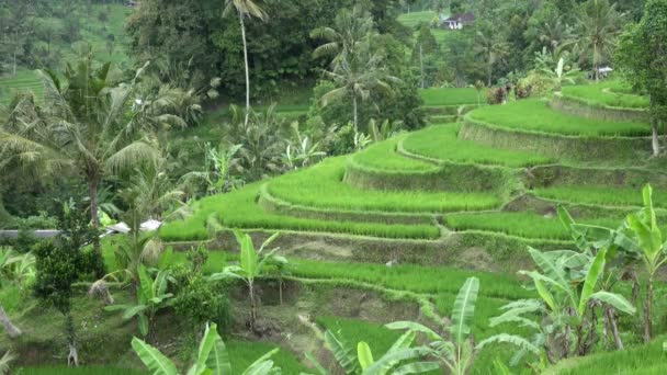 Μήκος σε πόδηα πάνω ρύζι βεράντα και φοίνικες στο βουνό και το σπίτι των αγροτών. Μπαλί. Ινδονησία — Αρχείο Βίντεο