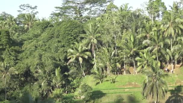 Beeldmateriaal over rijst terras en palm bomen berg en huis van boeren. Bali. Indonesië — Stockvideo