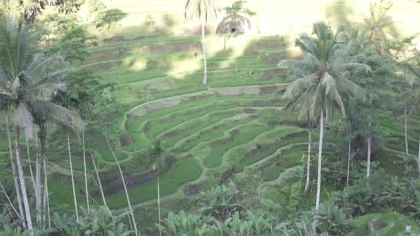Felvételek, rizs terasz- és pálmafák között-hegy és a gazdák háza. Bali. Indonézia — Stock videók