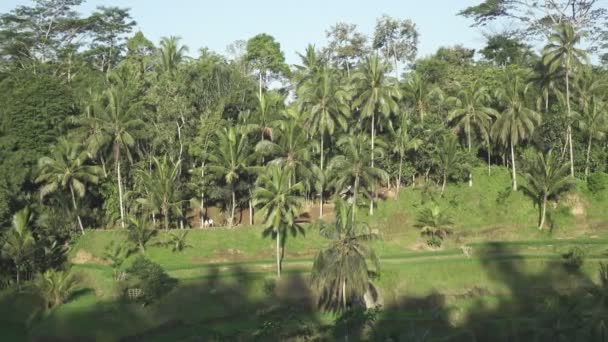 Beeldmateriaal over rijst terras en palm bomen berg en huis van boeren. Bali. Indonesië — Stockvideo