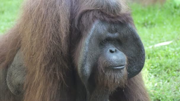 Stora Orangutang Ett Grönt Gräs — Stockvideo