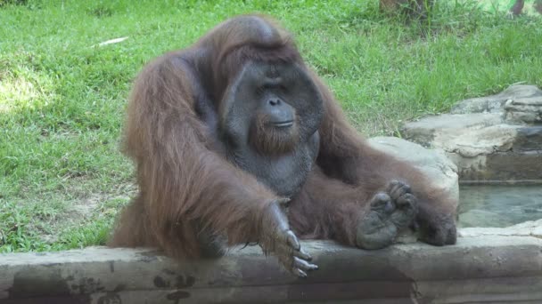 Stora Orangutang Ett Grönt Gräs — Stockvideo