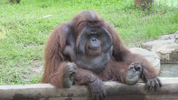 Großer Orang Utan Auf Grünem Gras — Stockvideo