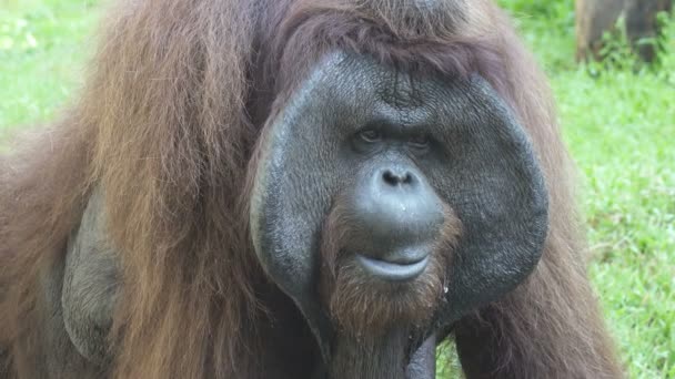 Stora Orangutang Ett Grönt Gräs — Stockvideo