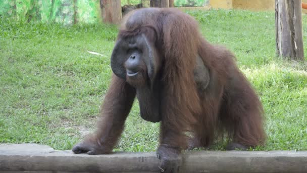 Orangután Grande Sobre Una Hierba Verde — Vídeo de stock