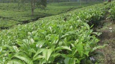 Wonosobo'da çay tarlası. Endonezya, Java