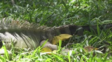Yeşil çimenlerin üzerinde büyük yeşil iguana