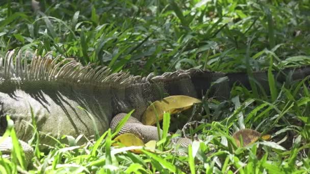 Iguana Verde Grande Sobre Una Hierba Verde — Vídeos de Stock
