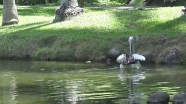 Pelican göl güneşli bir günde yüzüyor.